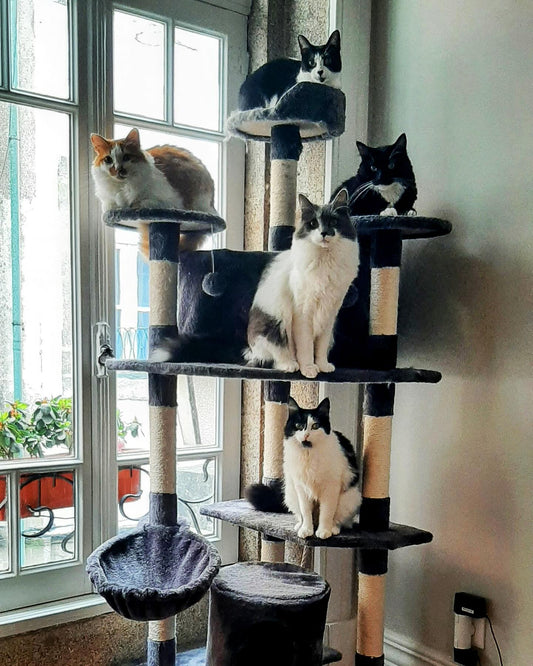 Cinco gatos em uma arvore para gatos. De cima para baixo: Teodoro, Ginger, Nuno, Frederico, Mafalda.